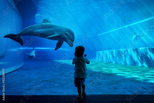 Photography Boy watching dolphins