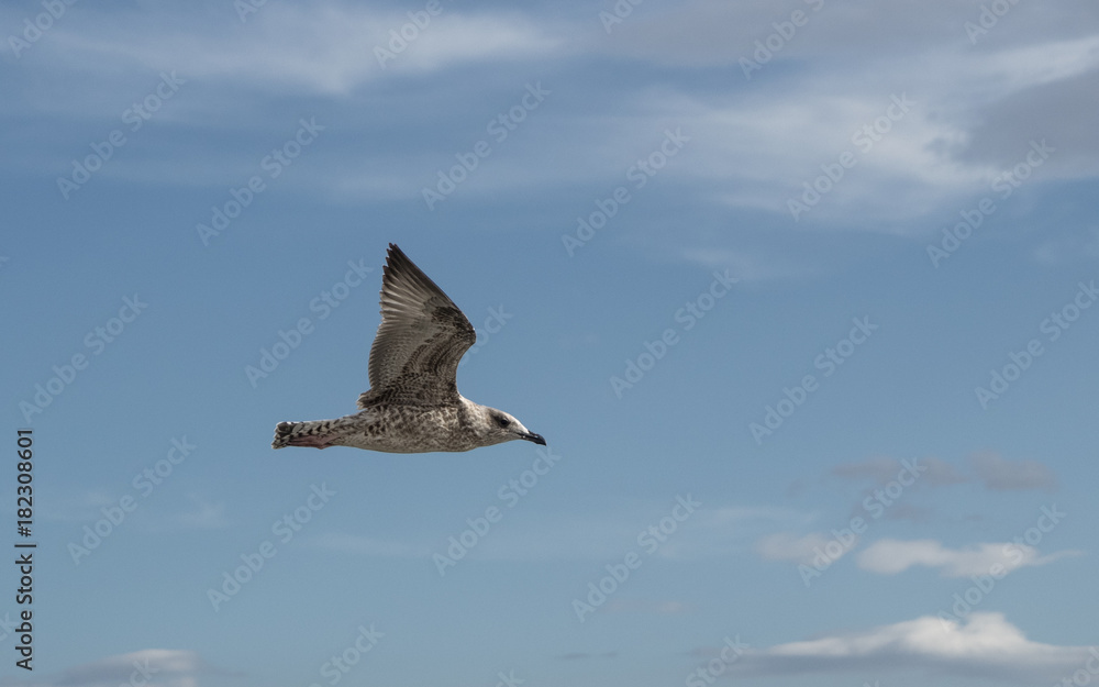Obraz premium Young seagull seen from the side while flying