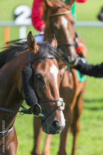 portrait of a race horse on the racetrack