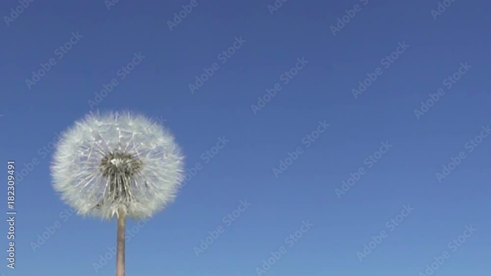 Slow motion ,Wind blows off fuzzes with seeds from a white dandelion against the background of the blue sky Slow motion ,Wind blows off fuzzes with seeds from a white dandelion against the background of the blue sky