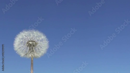 Wallpaper Mural Slow motion ,Wind blows off fuzzes with seeds from a white dandelion against the background of the blue sky Torontodigital.ca