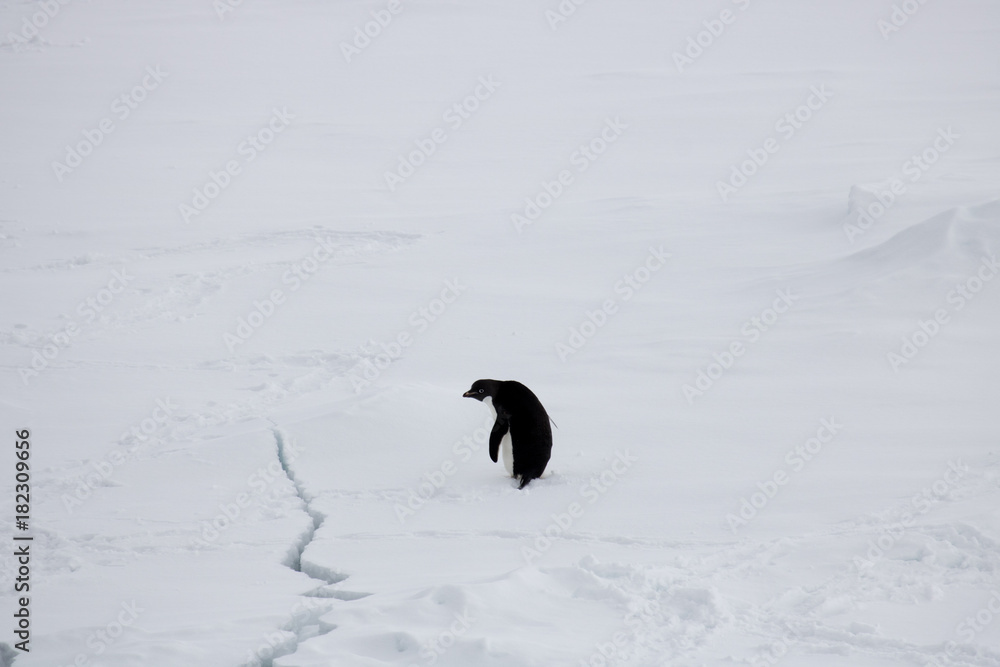 Adelie penguin looking at crack in the ice Adelie penguin looking at crack in the ice