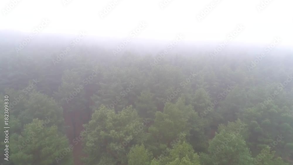 Aerial photography of coniferous forest in a strong fog. The drone flies over the tree crowns through the fog Aerial photography of coniferous forest in a strong fog. The drone flies over the tree crowns through the fog