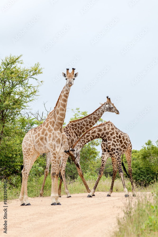 Obraz premium Giraffe