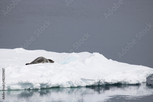Leopard seal on ice float