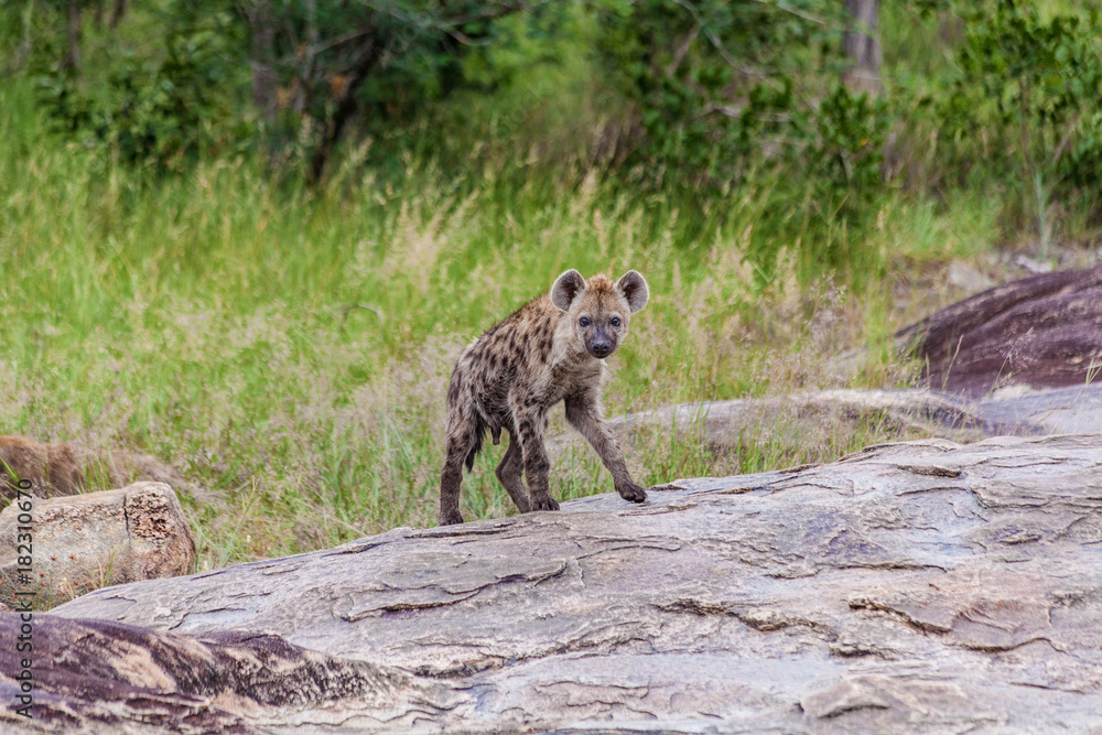 Obraz premium Spotted Hyena