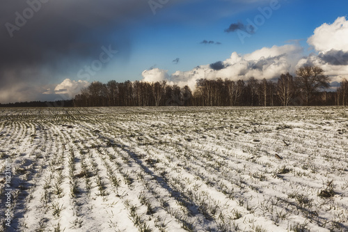beautiful view of a snow-covered field with yellow grass against a background of autumn forest, blue sky with white clouds photo