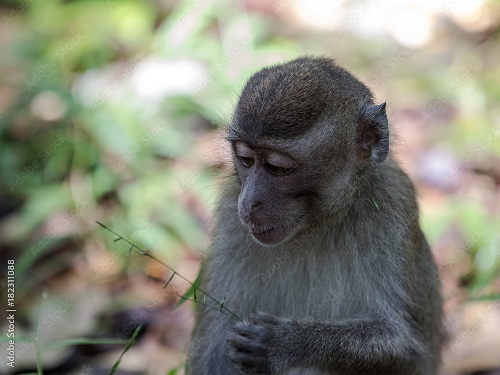 A wild long tailed macaque monkey in the rainforest of Borneo. Looking down to a straw in its hand A wild long tailed macaque monkey in the rainforest of Borneo. Looking down to a straw in its hand