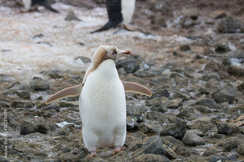 Leucistic Adelie penguin