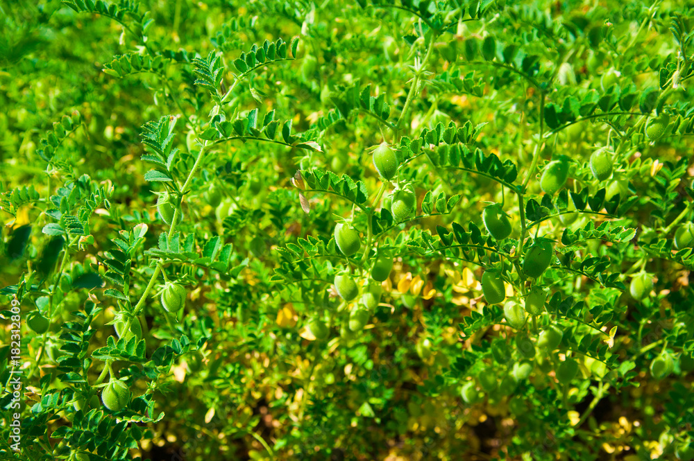 Chickpea crop field Chickpea crop field