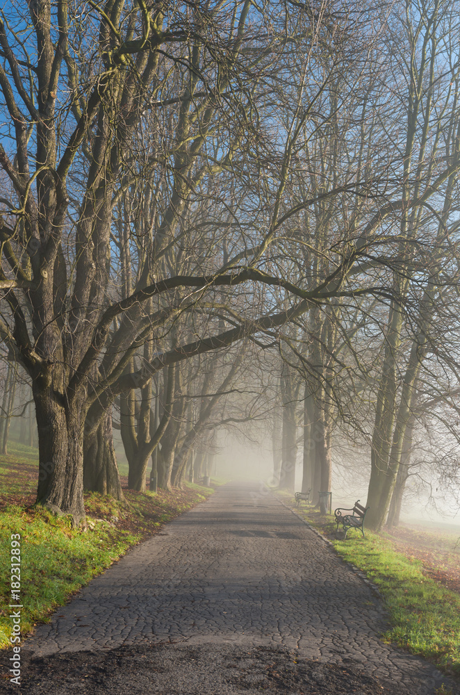 Autumn tree alley in the park, fog, on a sunny day in Krakow, Poland