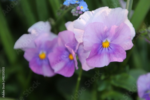 lila pansies
