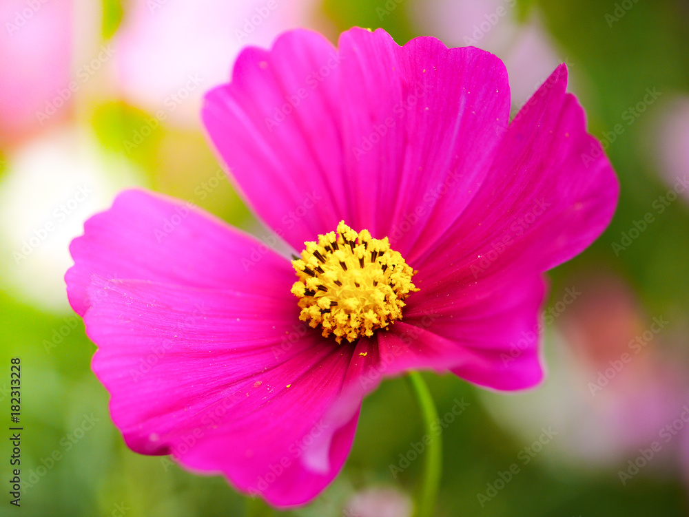 the pink cosmos flower with yellow pollen the pink cosmos flower with yellow pollen