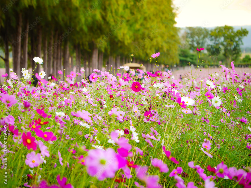 the pink cosmos flower in the garden field on beautiful sunny day the pink cosmos flower in the garden field on beautiful sunny day