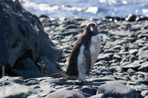 Gentoo penguin, Antarctic peninsula