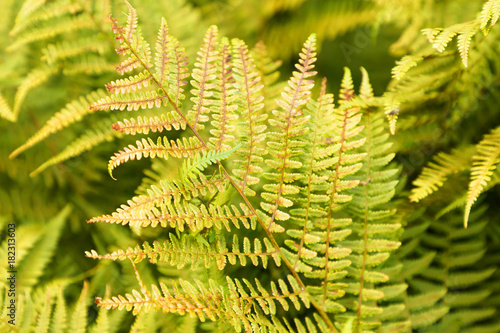 Closeup of green fern plant