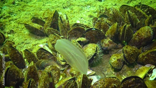 Predatory comb jelly Beroe swim in the water column, rotating, medium shot. Black Sea photo