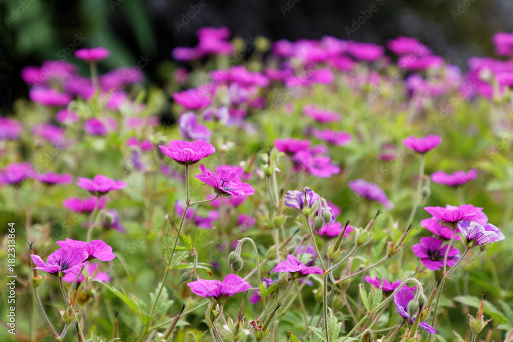 Many pink Geranium flowers in a garden