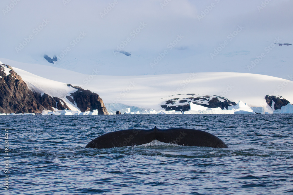 Fototapeta premium Humpback whale, Antarctic peninsula