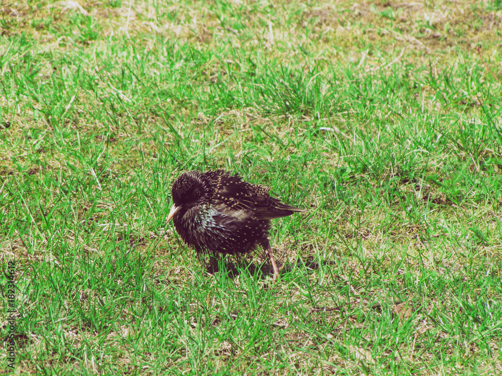 Black thrush bird closeup. Blackbird .yelling feathers in green grass. Turdus infuscatus. European bird. Vintage natural effect. Black thrush bird closeup. Blackbird .yelling feathers in green grass. Turdus infuscatus. European bird. Vintage natural effect.