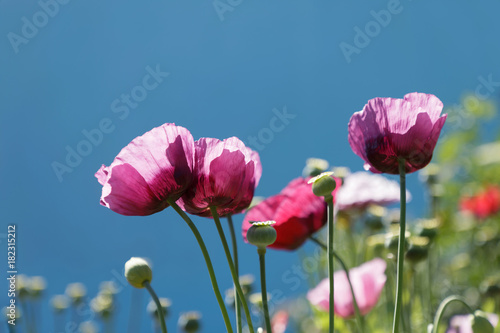 Pink poppy flowers and blue sky in the background © hans_chr