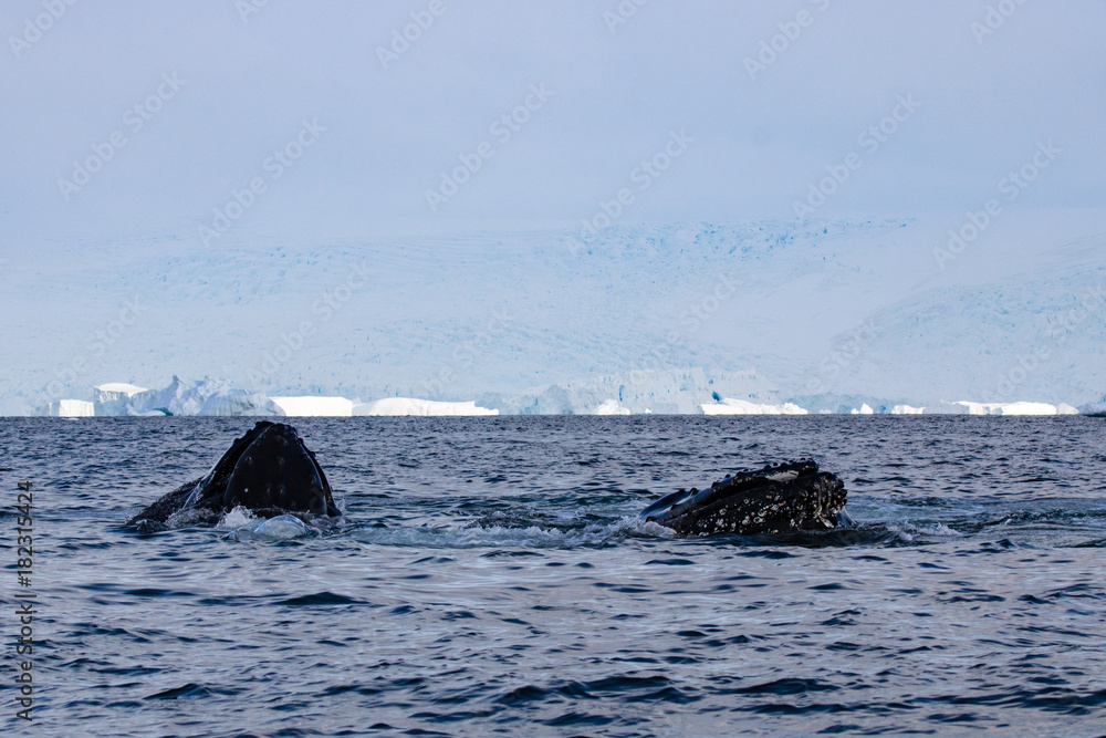 Fototapeta premium Humpback whale, Antarctic peninsula