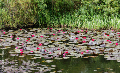 Pond with red water lilly flowers photo