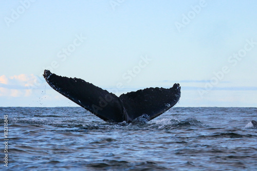 Humpback whale, Antarctic peninsula