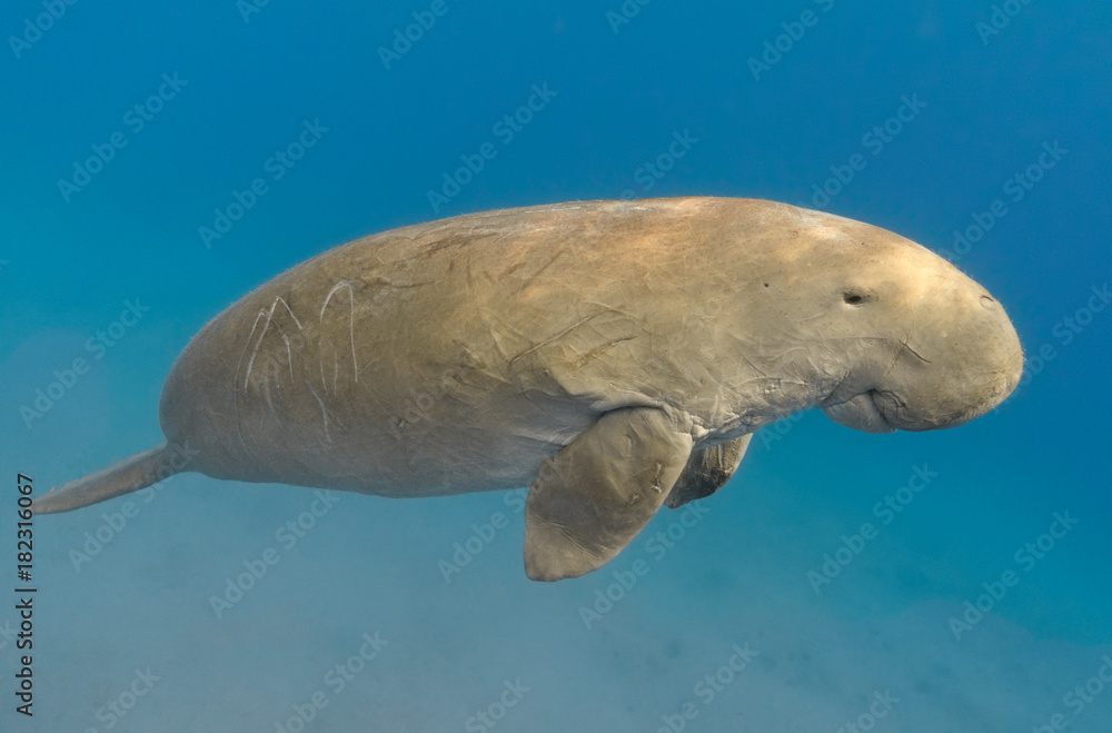 Dugong dugon (seacow or sea cow) swimming in the tropical sea water