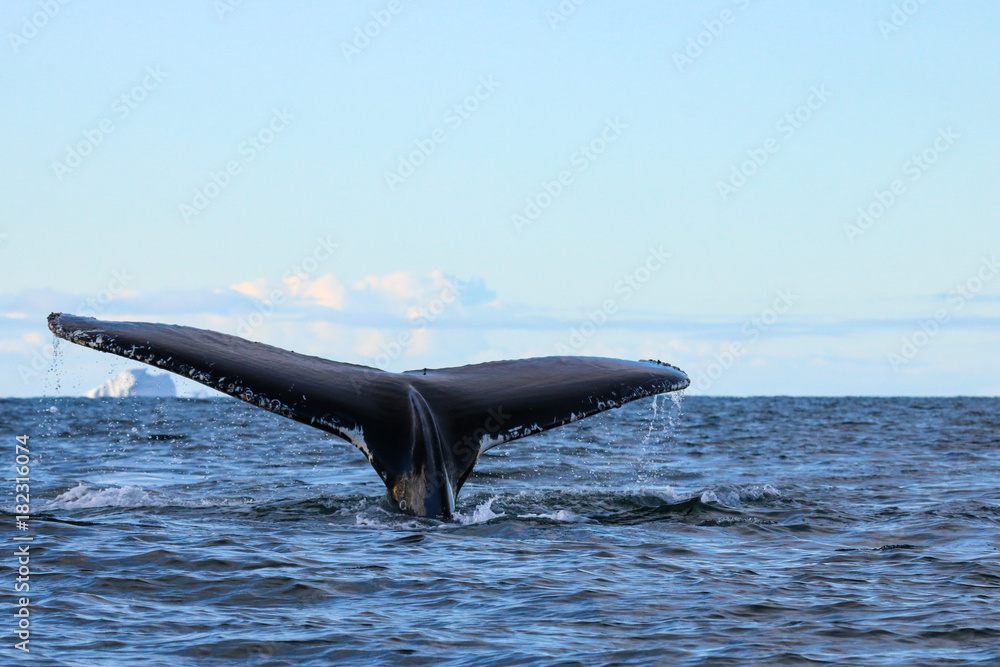 Fototapeta premium Humpback whale, Antarctic peninsula