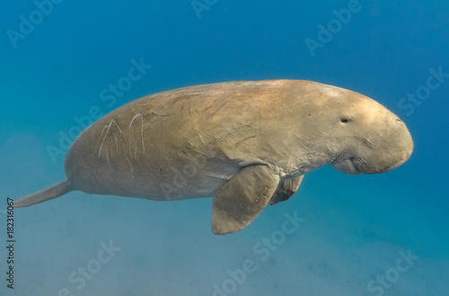 Dugong dugon (seacow or sea cow) swimming in the tropical sea water © vkilikov