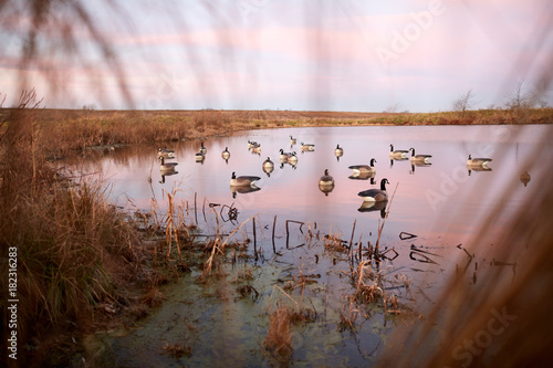 Slika na platnu Decoy water birds deployed on a calm lake