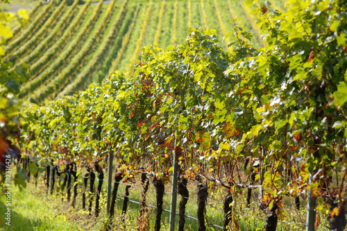 wine field in germany