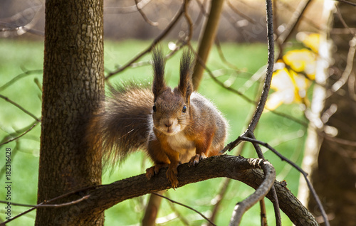 Unsuspecting squirrel takes food from the hands of people in the Park.