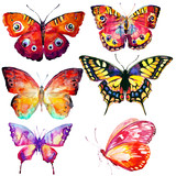 beautiful color butterflies,set, isolated  on a white, watercolor,art