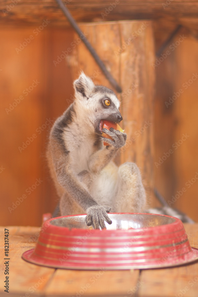 Lemur, a lemur eats in a cage, a funny beast, a zoo, animal protection, endangered species of animals, a long tail, a lemur on a blurred background Stock Photo | Adobe Stock Lemur, a lemur eats in a cage, a funny beast, a zoo, animal protection, endangered species of animals, a long tail, a lemur on a blurred background Stock Photo | Adobe Stock