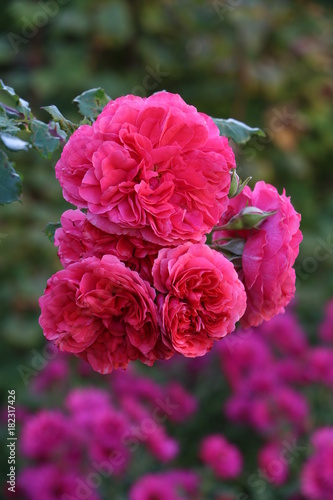 Rosenblüten der Rosarium Uetersen in Pink