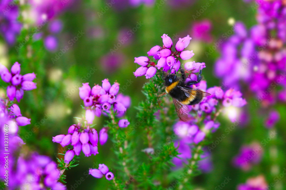 Wild Flowers Wild Flowers