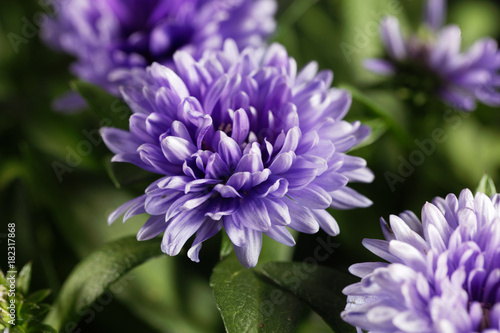 New York Aster (Symphyotrichum novi-belgii) © ChrWeiss