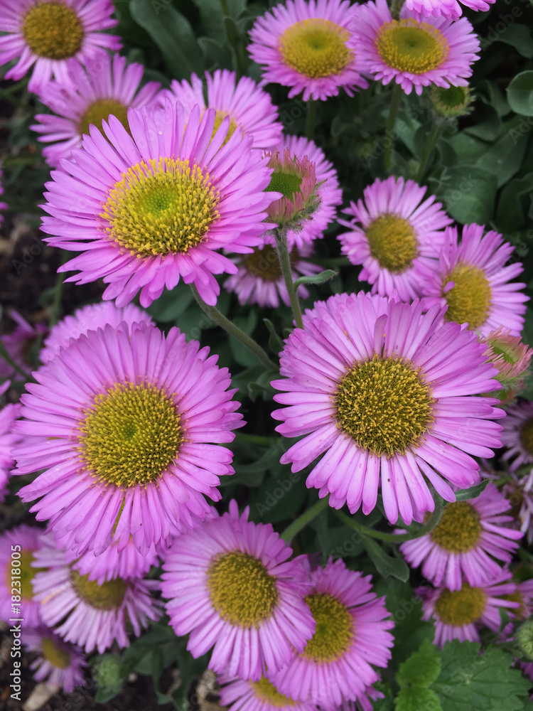 Wild Flowers Wild Flowers