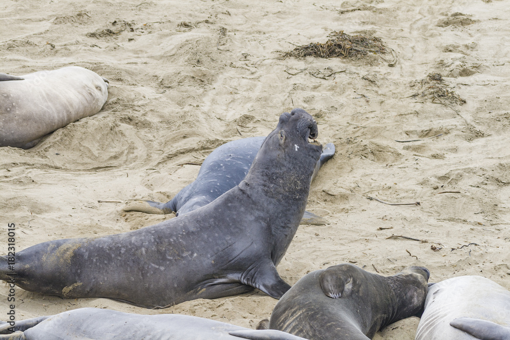 Fototapeta premium sea lion roaring at the beach