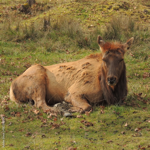 Wild Elk resting at Wildlife Safari game park near Winston Oregon usa