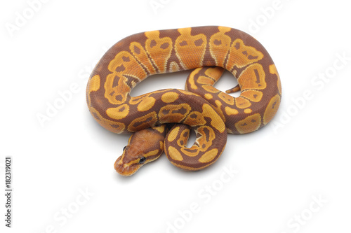 ball python isolated on white background
