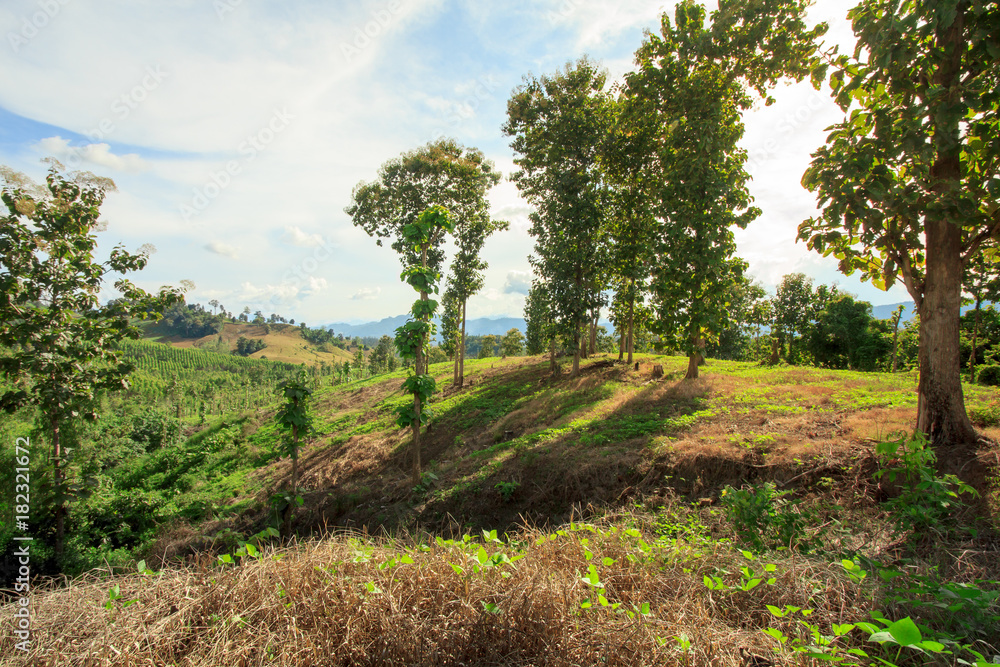 Mountain and green tree view,Mountain with gold teak Mountain and green tree view,Mountain with gold teak