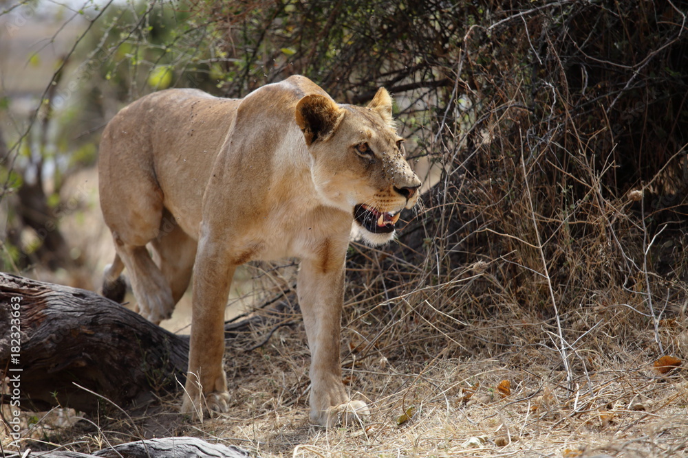 Lioness on the hunt in Botswana's Chobe national park Lioness on the hunt in Botswana's Chobe national park