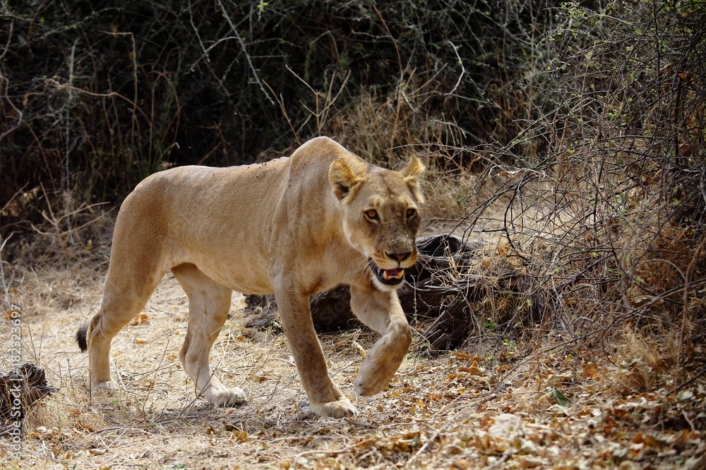 Naklejka premium Lioness on the hunt in Chobe national park in Botswana