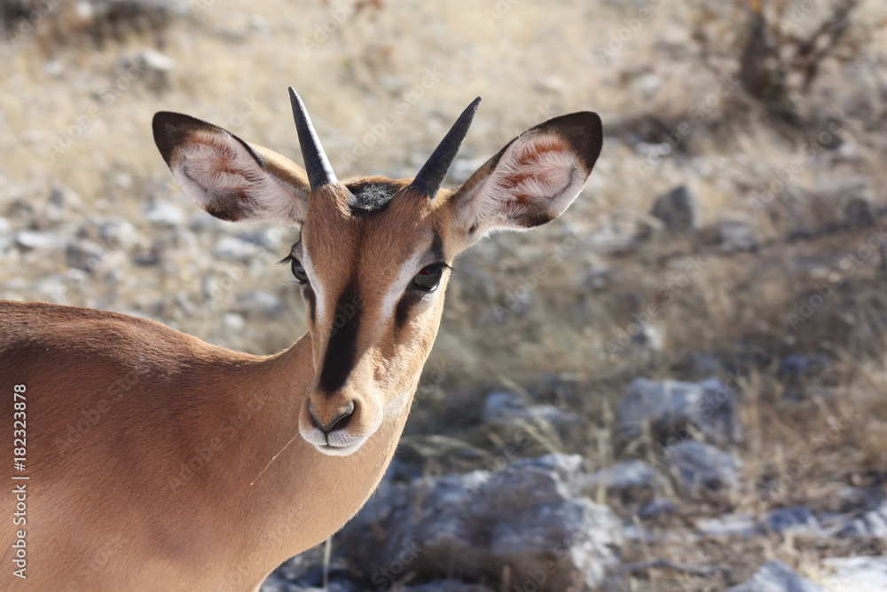impala horns