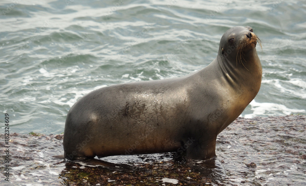 Obraz premium sea lion