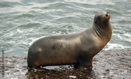 sea lion