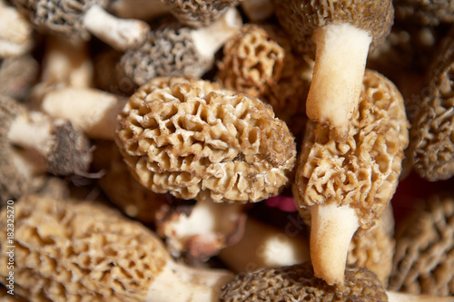 Close up view of fresh morel mushrooms